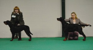 Windsinger Laawen L and Kintalis Winter's Knight R Challenging for best Puppy in Breed at Setter and Pointer champ Show